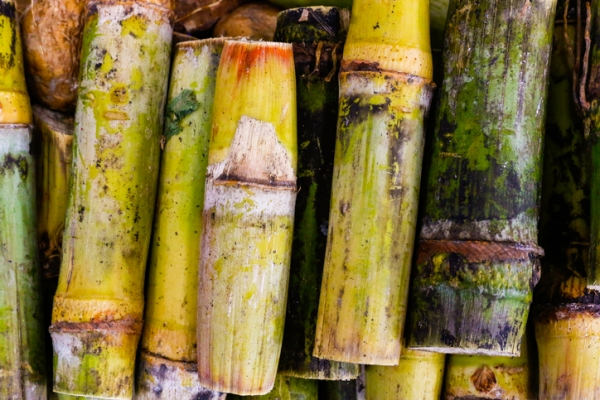 sugar cane, Sergio Mendoza Hochmann