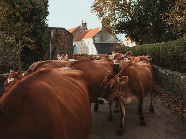 By aiming to enable farmers to produce cultivated meat on farm, the start-ups want to put farmers at centre stage in the supply chain. Image Source: Getty Images/Matt Porteous